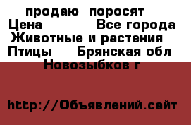 продаю  поросят  › Цена ­ 1 000 - Все города Животные и растения » Птицы   . Брянская обл.,Новозыбков г.